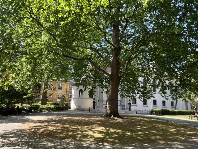Harley Street BID secures £50,000 for new street trees and Marylebone walking trail